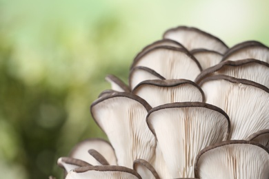 Photo of Delicious organic oyster mushrooms on blurred background, closeup. Space for text