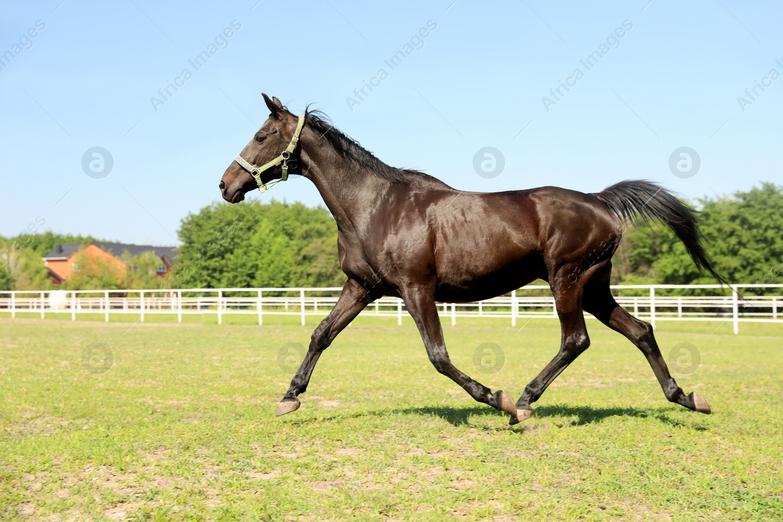 Photo of Dark bay horse in paddock on sunny day. Beautiful pet