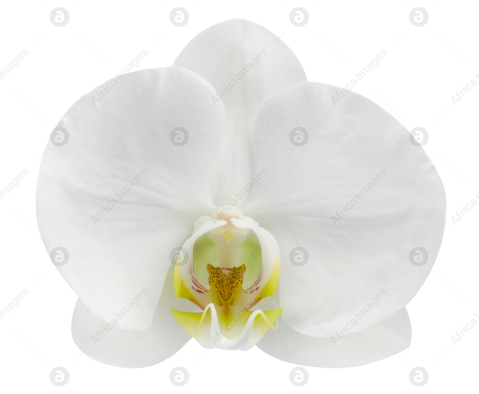 Photo of One beautiful orchid flower isolated on white