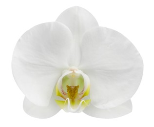 One beautiful orchid flower isolated on white