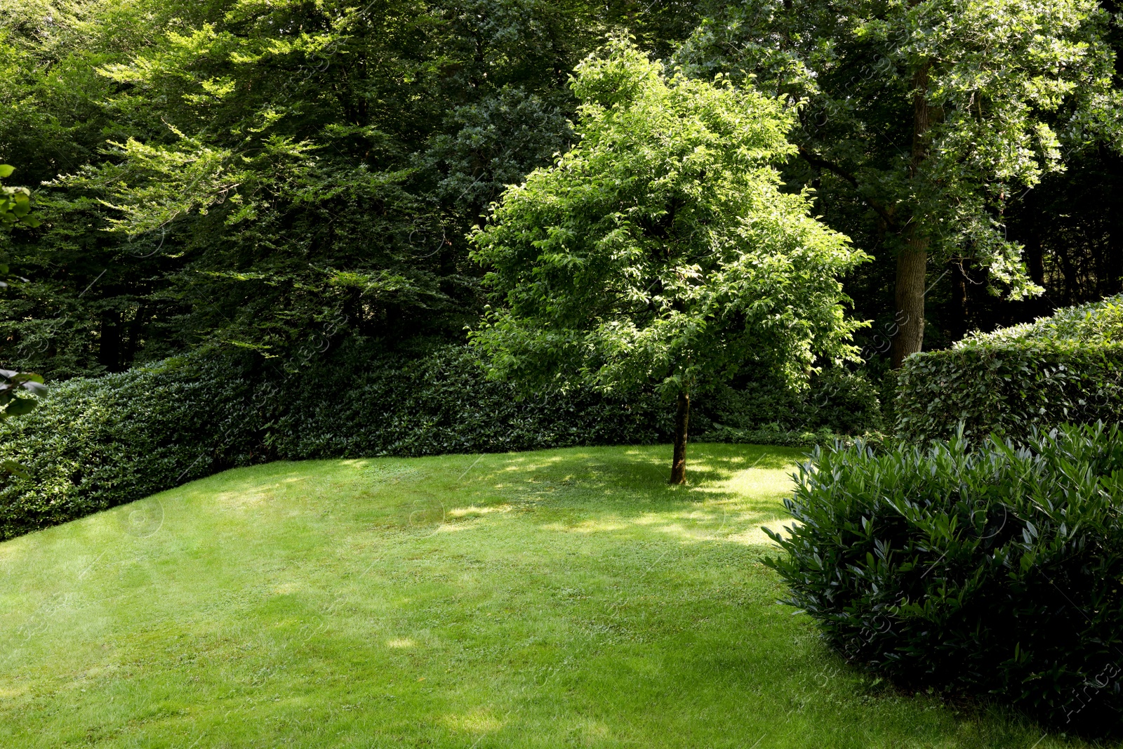 Photo of Beautiful lawn with green grass and bushes outdoors