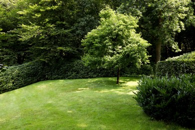 Beautiful lawn with green grass and bushes outdoors