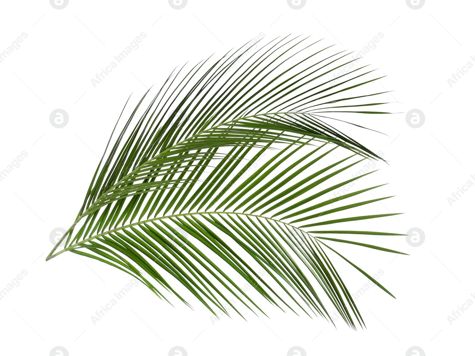 Photo of Beautiful lush tropical leaves isolated on white