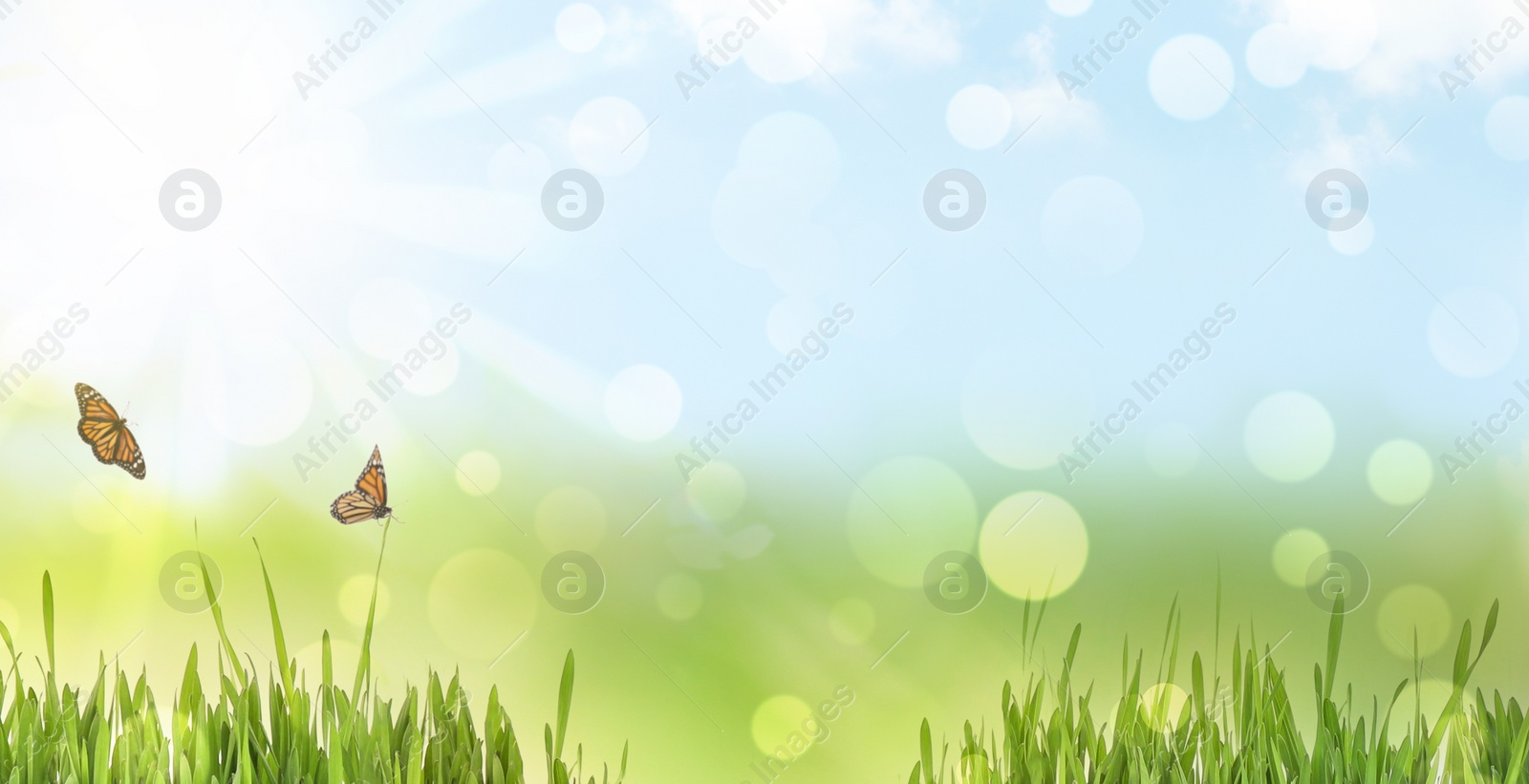 Image of Fresh green grass and butterflies on sunny day. Spring season