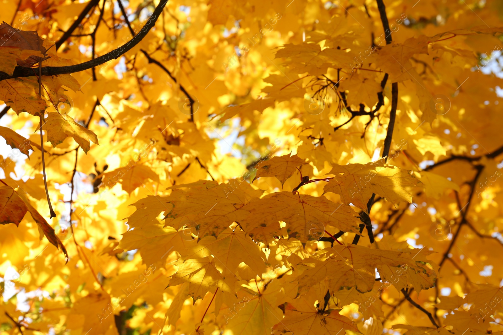 Photo of Beautiful tree with golden leaves outdoors, low angle view. Autumn season