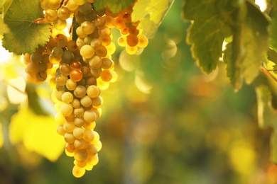 Photo of Bunch of fresh ripe juicy grapes against blurred background