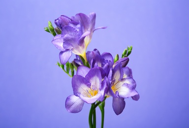 Photo of Beautiful freesia flowers on color background