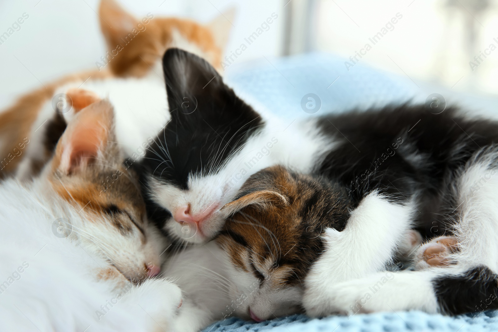 Photo of Cute little kittens sleeping on blue blanket, closeup. Baby animals