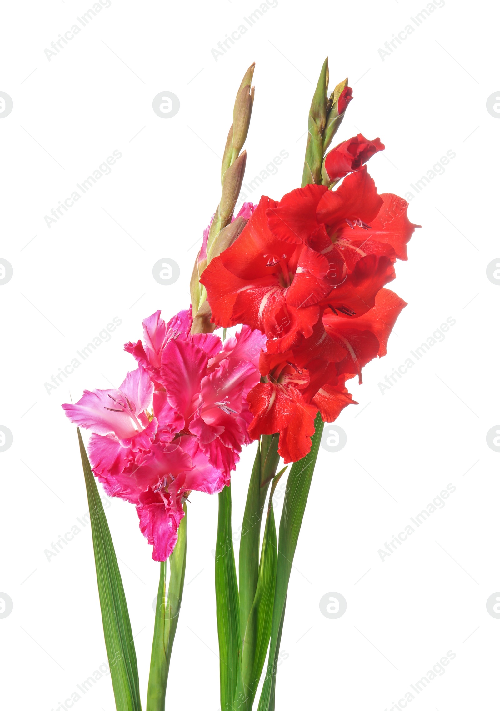 Photo of Beautiful gladiolus flowers on white background