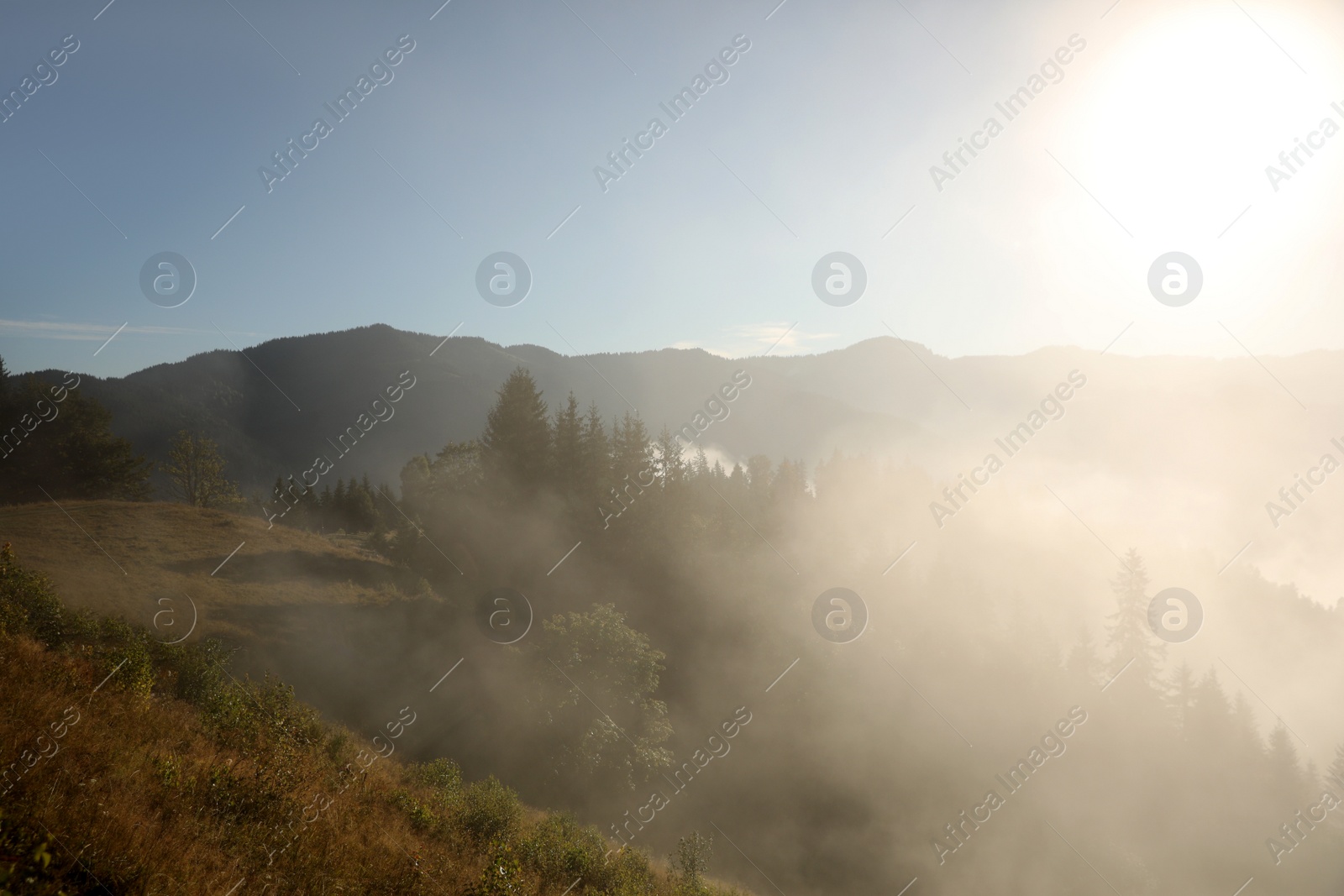 Photo of Picturesque view of foggy forest. Beautiful mountain landscape