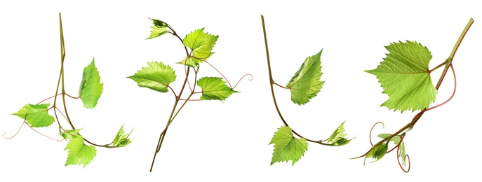 Image of Set of grapevines with green leaves on white background. Banner design