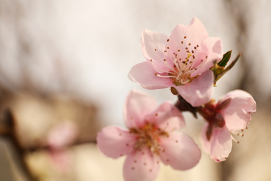 Photo of Closeup view of blossoming tree outdoors on spring day