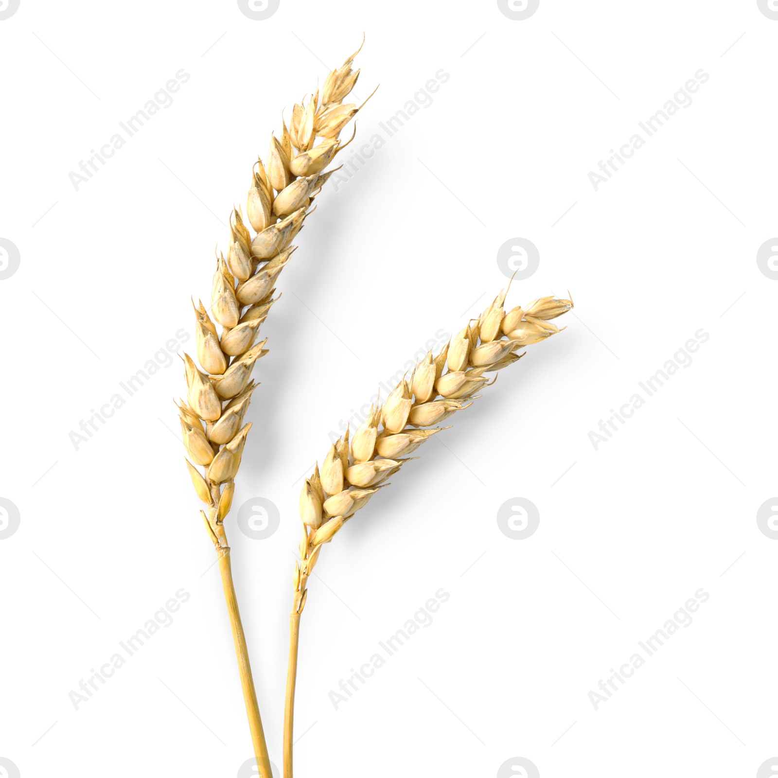 Photo of Ears of wheat on white background, top view