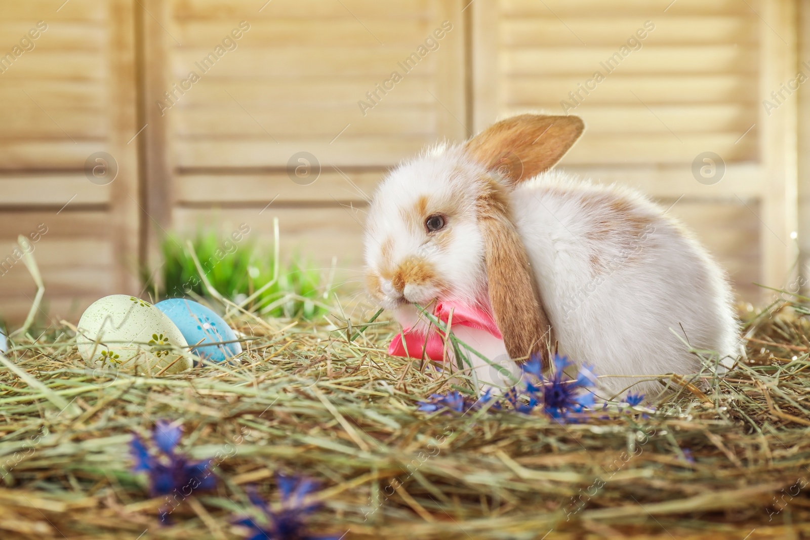 Photo of Adorable Easter bunny and dyed eggs on straw