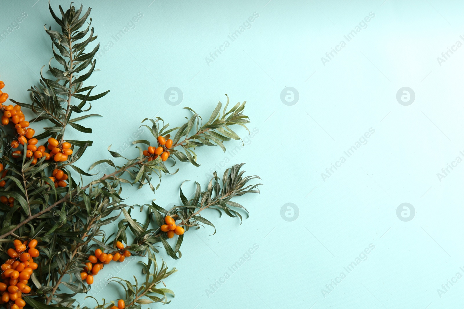 Photo of Branches of sea buckthorn on light blue background, flat lay. Space for text