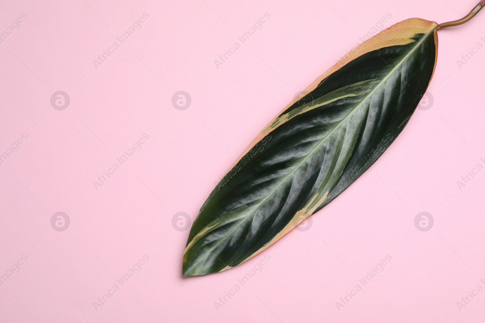 Photo of Leaf of tropical stromanthe plant on color background, top view with space for text