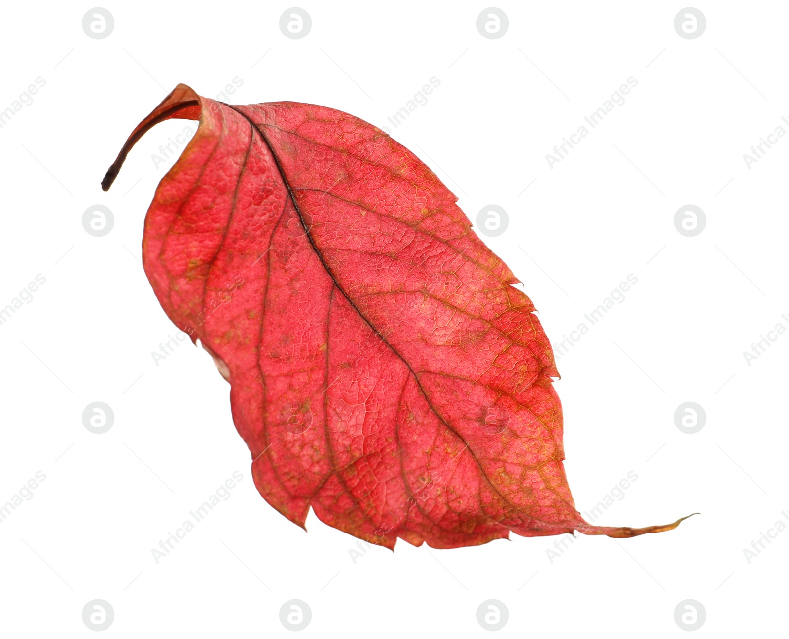 Photo of Beautiful autumn leaf on white background. Fall foliage