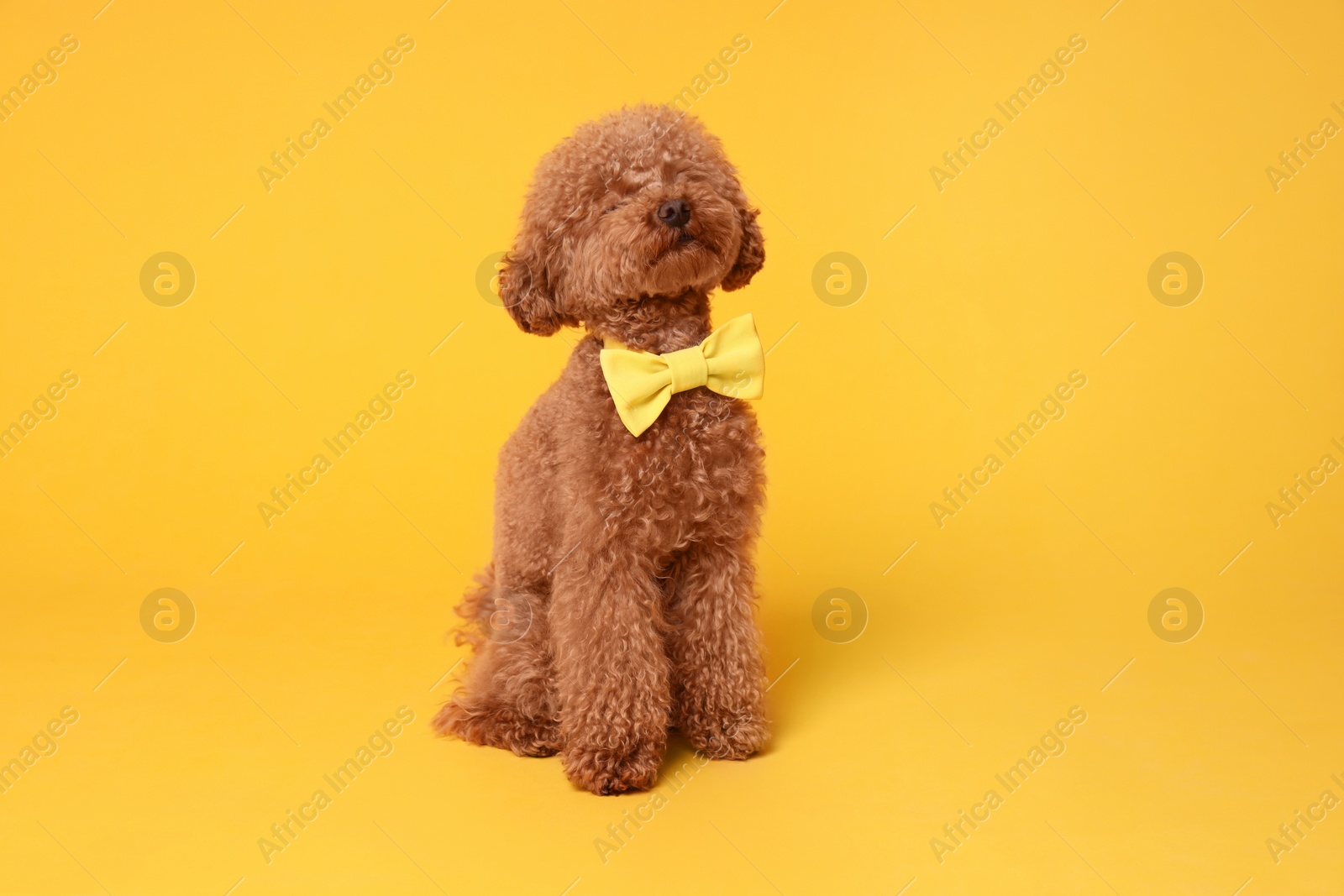 Photo of Cute Maltipoo dog with yellow bow tie on neck against orange background