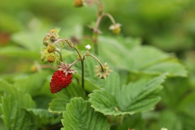 Small wild strawberries growing outdoors. Seasonal berries