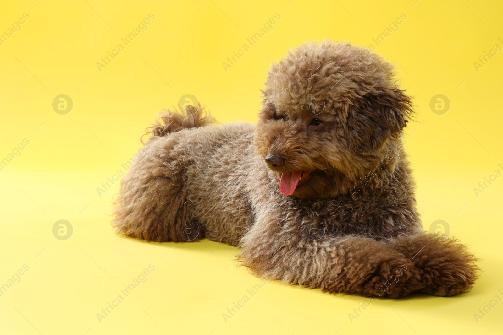 Photo of Cute Toy Poodle dog on yellow background