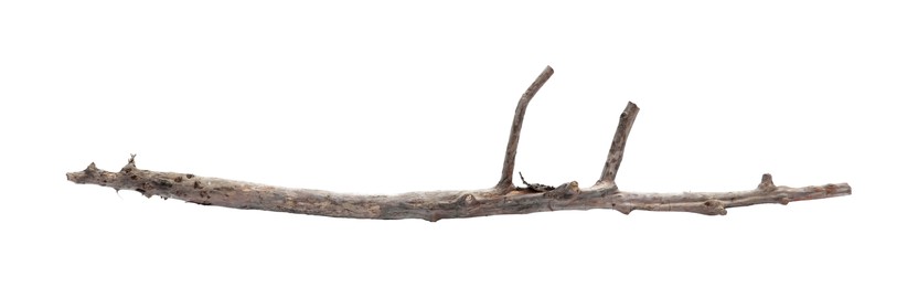 Photo of Old dry tree branch isolated on white