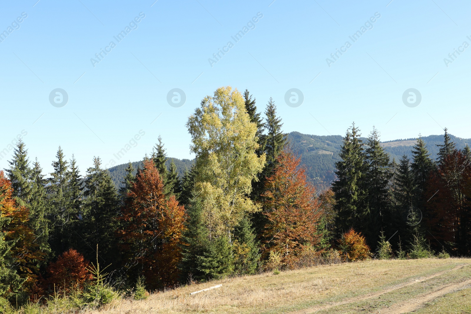 Photo of Beautiful view of sunlit mountain forest in morning. Autumn landscape