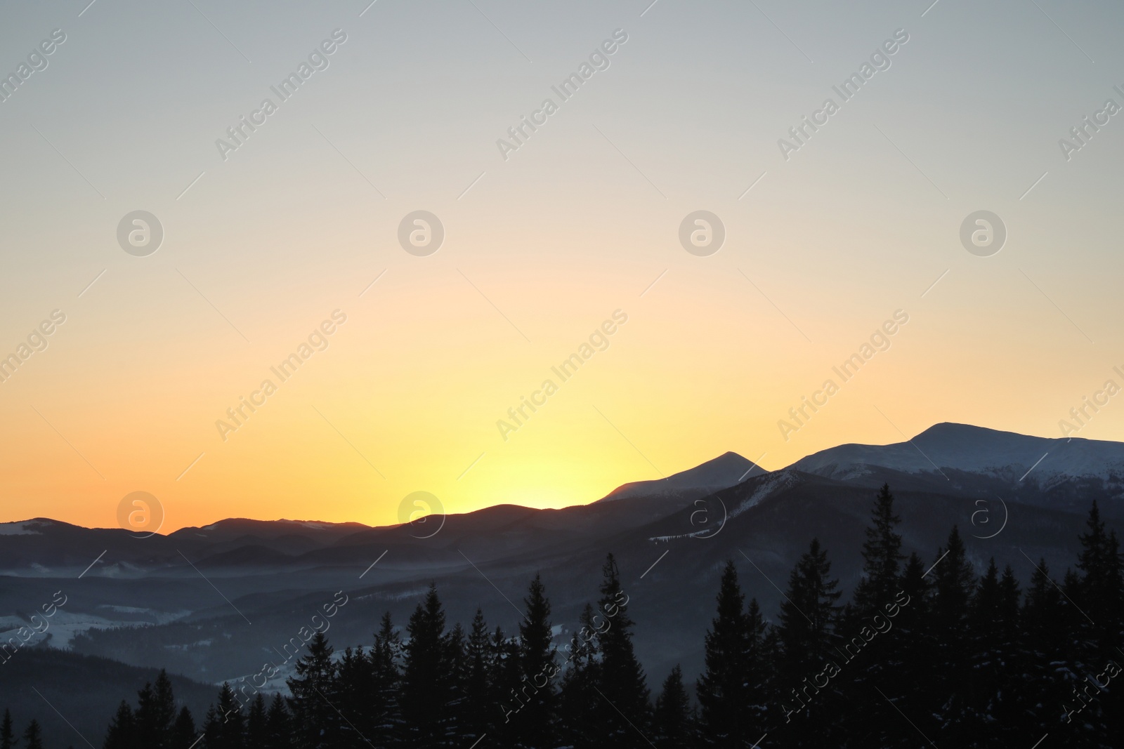 Photo of Picturesque view of conifer forest covered with snow at sunset