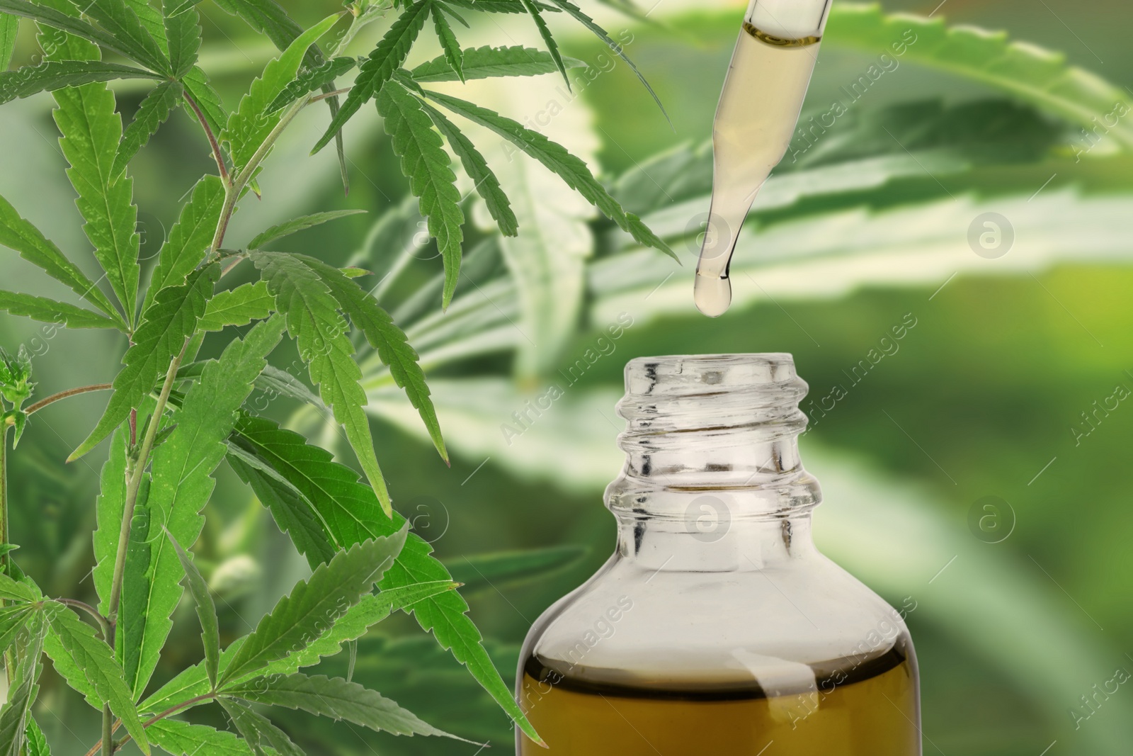 Image of Hemp oil and plant on background. Space for text