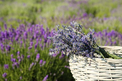 Photo of Wicker bag with beautiful lavender flowers in field, space for text