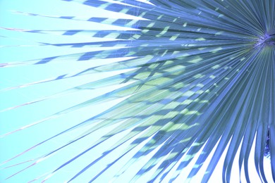 Image of Closeup view of lush palm leaf outdoors. Stylized color toning