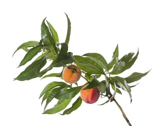 Tree branch with fresh ripe peaches isolated on white