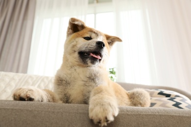 Photo of Funny akita inu puppy on sofa in living room