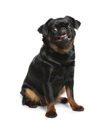 Photo of Adorable black Petit Brabancon dog sitting on white background