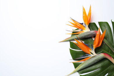 Bird of Paradise tropical flowers on white background, top view