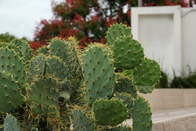 Photo of Beautiful prickly pear cactus with spines growing outdoors