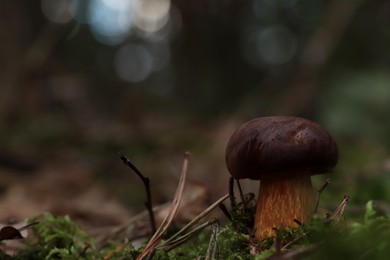 Photo of Beautiful boletus mushroom growing in forest on autumn day. Space for text