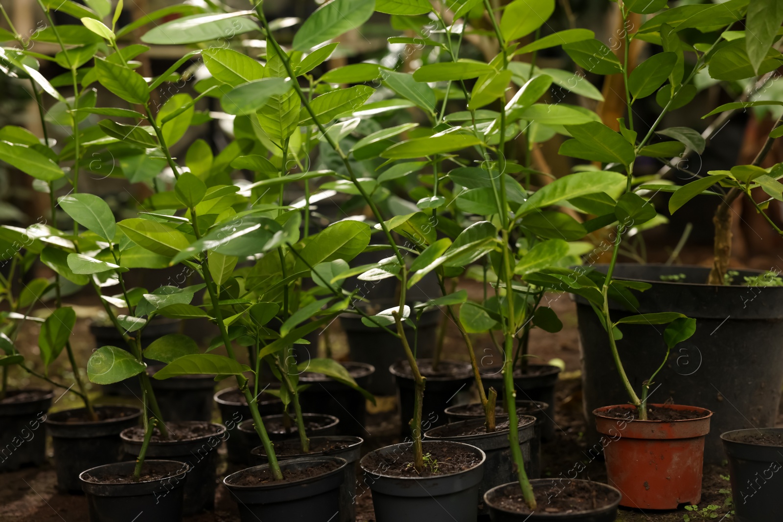 Photo of Many different beautiful potted plants in greenhouse