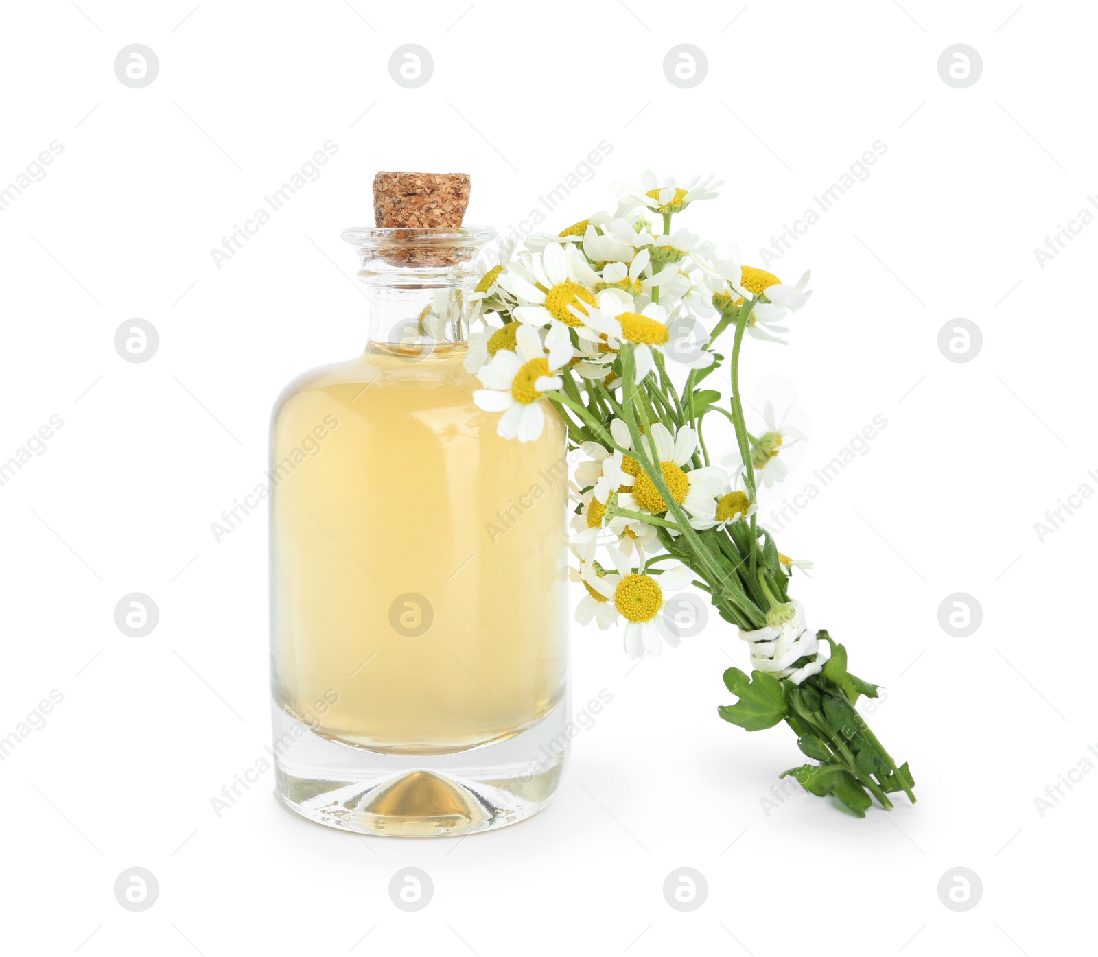 Photo of Bottle of essential oil and fresh chamomiles isolated on white