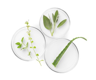 Petri dishes with different plants isolated on white, top view