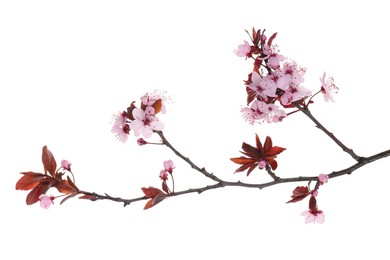 Photo of Spring tree branch with beautiful blossoms isolated on white