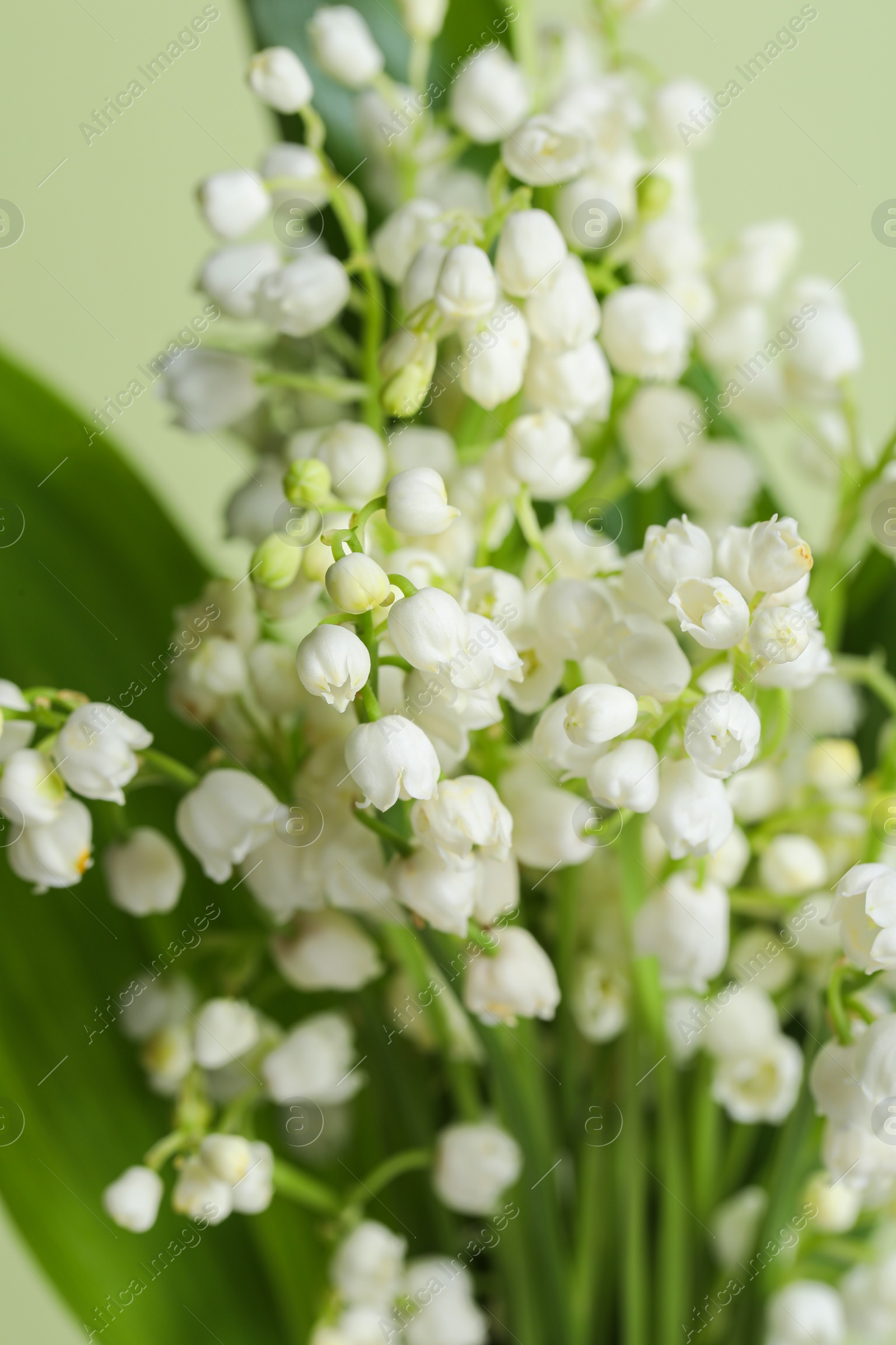 Photo of Beautiful lily of the valley flowers on light green background, closeup