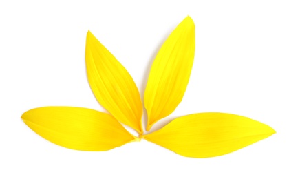 Fresh yellow sunflower petals isolated on white, top view