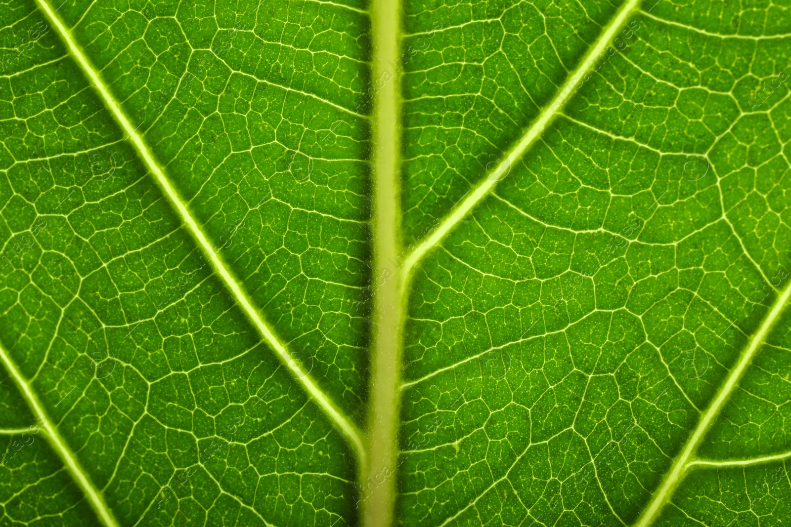 Photo of Texture of green leaf as background, macro photo