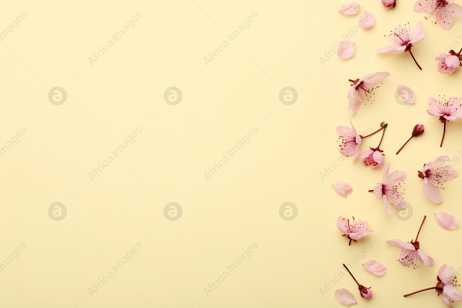 Photo of Beautiful spring tree blossoms and petals on yellow background, flat lay. Space for text