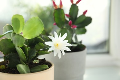 Photo of Beautiful blooming Schlumbergera plant (Christmas or Thanksgiving cactus) in pot on window sill, closeup. Space for text