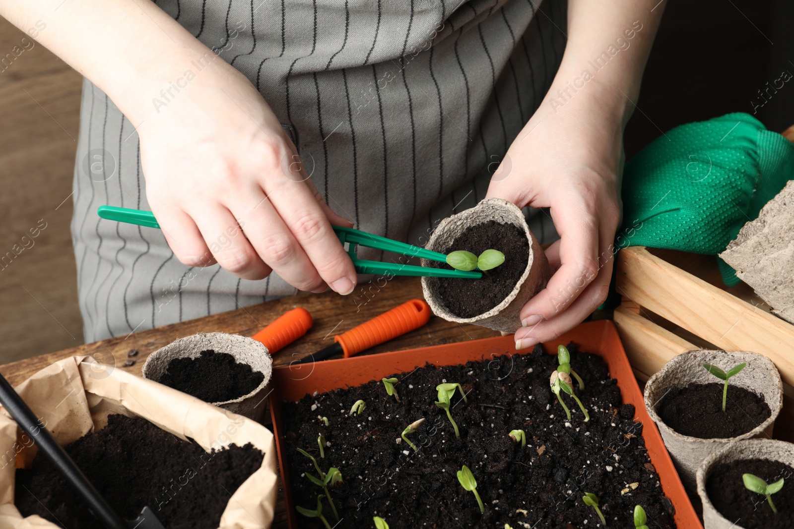 Photo of Woman taking care of seedling at table, closeup