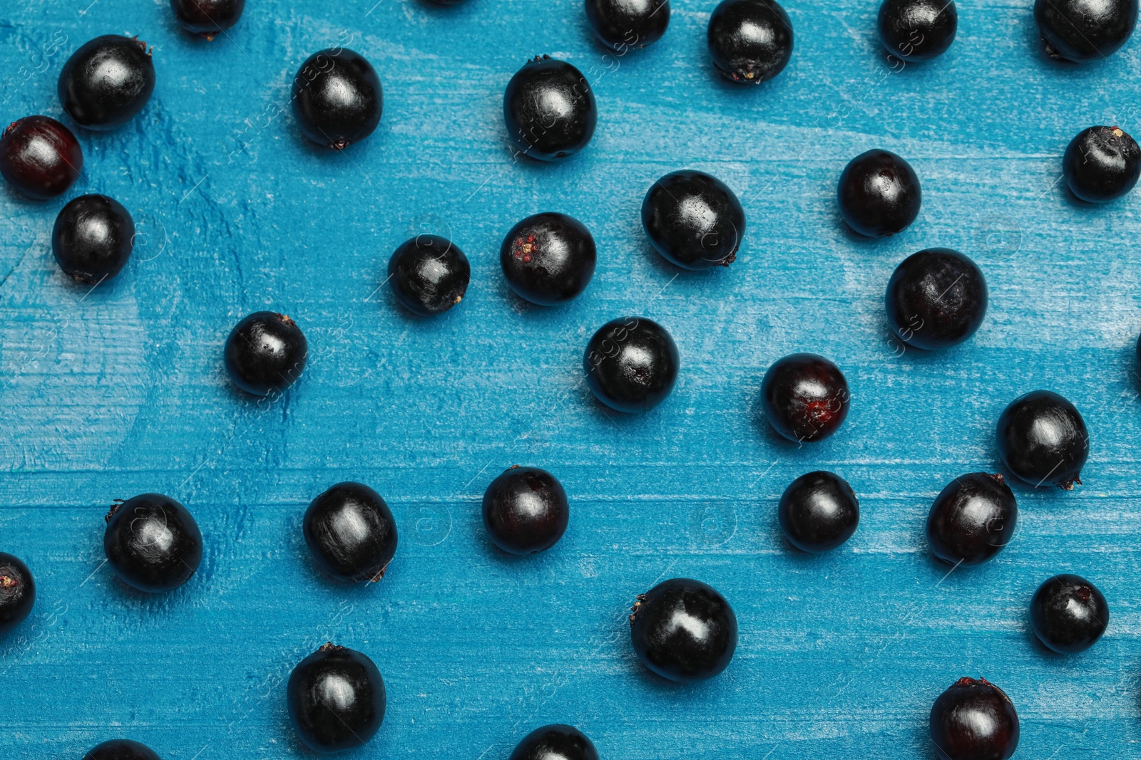 Photo of Ripe elderberries on light blue wooden table, flat lay