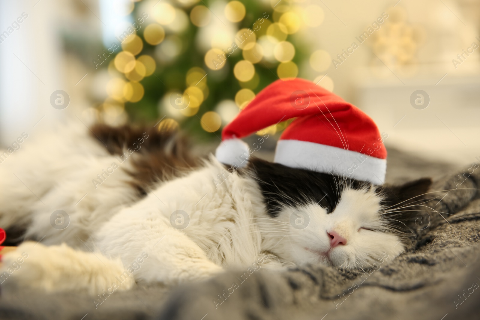 Photo of Adorable cat in Christmas hat lying on grey blanket, closeup