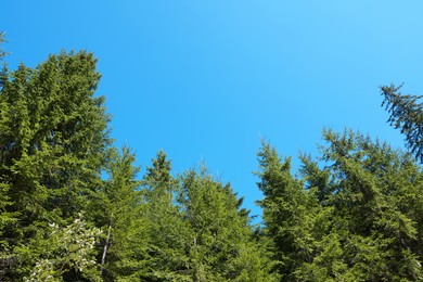 Photo of Beautiful coniferous trees in forest against blue sky, low angle view
