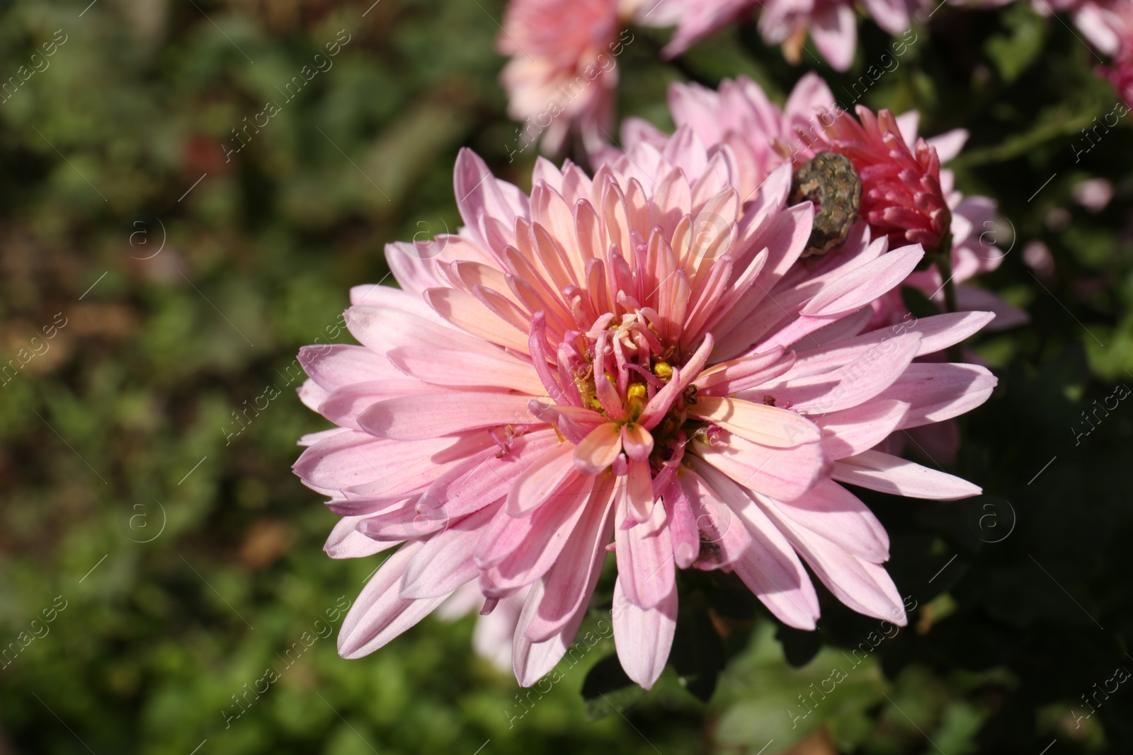 Photo of Beautiful pink chrysanthemum flower growing in garden, closeup